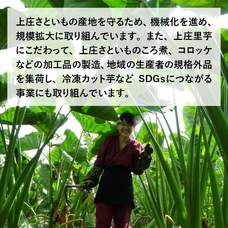 【先行予約】【満天☆青空レストランでご紹介】上田農園 上庄特産さといも 5kg【10月下旬から順次発送】年内発送