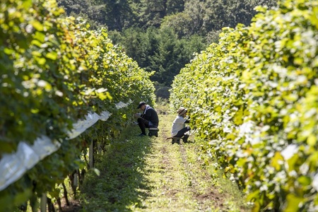 YOAKENO天王原シャルドネスパークリング2023 ワイン 白ワイン YOAKENO 天王原シャルドネスパークリング2023 発泡性 辛口 アルコール分11％ お酒 720ml 1本 母の日 父の日 [h230]