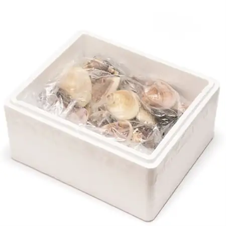 (( 訳あり ))　天然活はまぐり約1.5kg_蛤 ハマグリ 魚貝 魚介 海鮮 貝 出汁 だし プロ仕様 人気 送料無料_【配送不可地域：離島・沖縄県】【1465117】