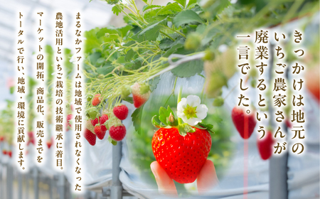 リキュール Koichigoリキュール 300ml×1本【まるなかファーム株式会社】