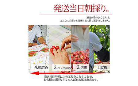 【2026年産 先行予約】山形県産さくらんぼ 佐藤錦 特秀 L玉 24粒 化粧箱入り FSY-1094