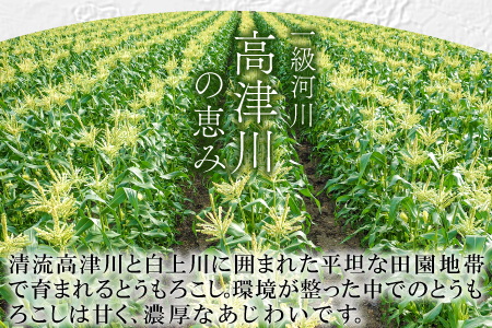 A-1160 ［夏作］朝採れとうもろこし　10本