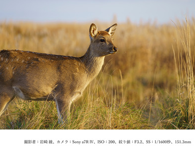 SIGMA 70-200mm F2.8 DG DN OS| Sports【ソニーEマウント】