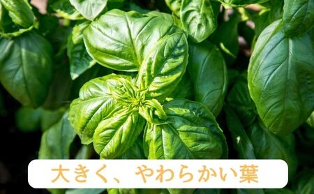 温室野菜 sano 生バジルソース３本セット 加工食品 ソース 