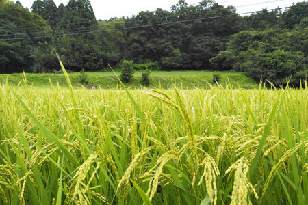 米 南三陸町産 ひとめぼれ めぐりん米 白米 1kg [南三陸さんさんマルシェ 宮城県 南三陸町 30ai0005]