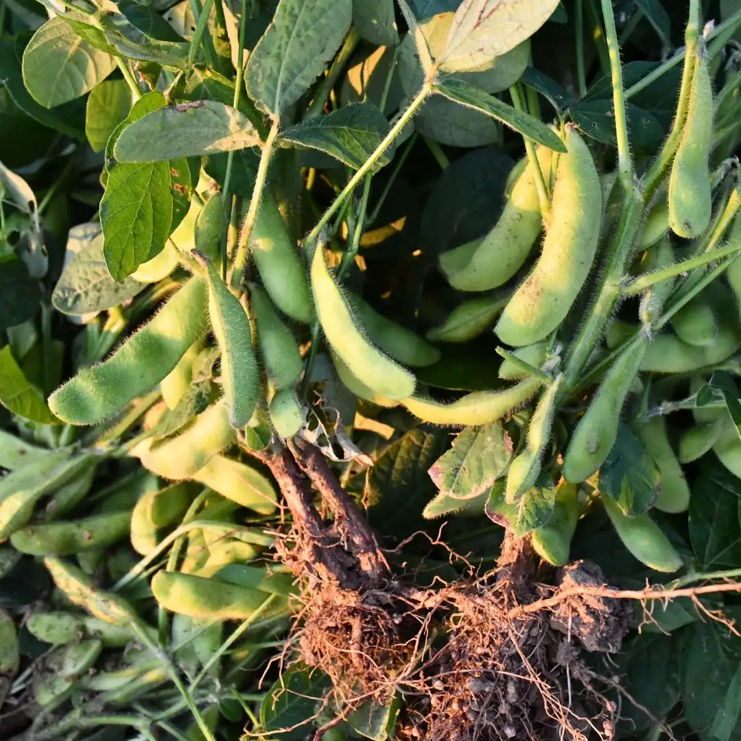 先行予約 採れたてをお届け！朝どり枝豆 3kg（1kg×3袋）令和8年度 新潟県産 えだまめ JAえちご中越