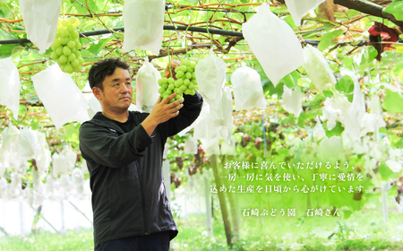 シャインマスカット ＆ 梨 セット 先行予約 R8年産 シャインマスカット