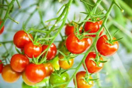 リコピンたっぷり！国東産ミニトマト3kg _0260N