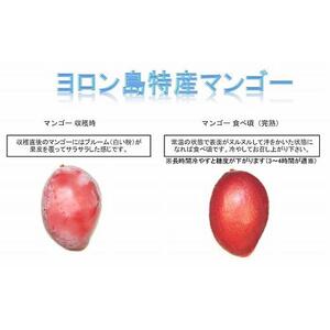 【2026年7月下旬より発送】【先行予約】平均糖度13度以上！アップルマンゴー約2kg（4~5玉）| マンゴー