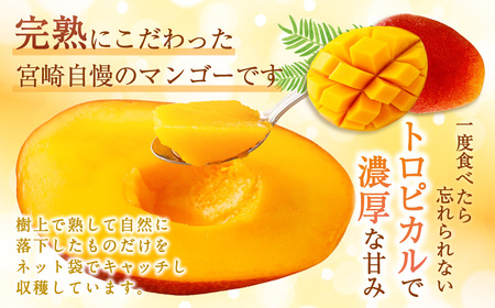 ＜宮崎県産 完熟マンゴー 4L×2玉(合計 約1kg)＞ ※2026年5月上旬～7月中旬までに順次出荷 【c793_dm_x5】マンゴー 果物 くだもの フルーツ 完熟 南国