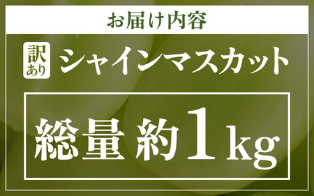 【先行予約】【訳あり】シャインマスカット 約1kg 【2026年8月中旬以降順次発送予定】 [B-3219]