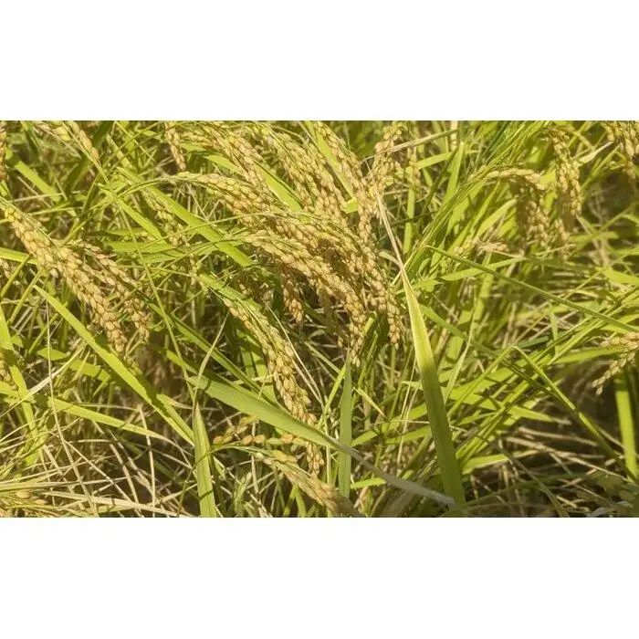 【令和8年産新米予約】精米5kg 南魚沼産こがねもち（もち米）・農家直送_AG【銘柄米 ブランド米 精米 もち米 魚沼産 新潟米 産地直送 お米 米 こめ コメ ご飯 御飯 ごはん】【令和8年9月中旬から1ヶ月以内に順次発送予定】