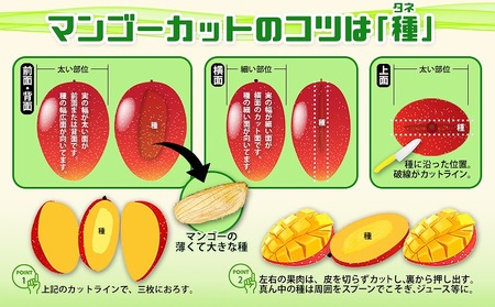 【2026年発送】久志マンゴー農園のアップルマンゴー家庭用（約2kg） アーウィン 果物 甘い 夏 濃厚 ギフト Mango ランキング 完熟 お気に入り 美味しい 人気 おすすめ フルーツ 沖縄県 先行予約 食品 デザート 産地直送 送料無料