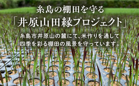 田縁黒米（でんえんくろまい）300g×3パック  糸島市 / NPO法人田縁プロジェクト 古代米 黒米 米 ご飯 [ATM003]