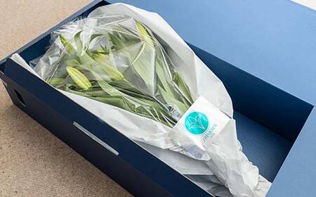 ユリ専門＜深花園＞観賞用ゆり オリエンタルリリー 訳あり優品ゆり （15輪以上保証） F23R-545