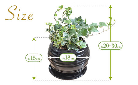 観葉植物アイビー ヘデラ 3種  ボール形(黒) 観葉植物 [ACYK030]