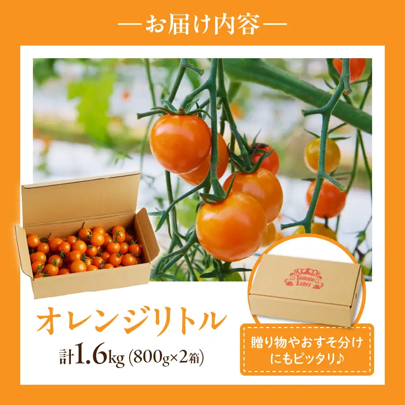≪期間限定≫オレンジリトル（計1.6kg） ミニトマト 野菜 サラダ 国産_T040-0015