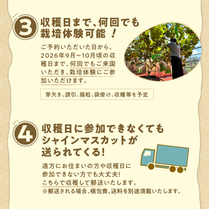 忍野村産　ぶどう(シャインマスカット)　共同オーナープラン栽培～収穫