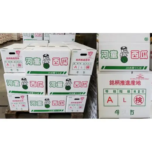 《 先行予約 》 牛久市産 河童 西瓜 L 2玉 ( 約 12kg ) 【 2026年6月中旬発送開始 】