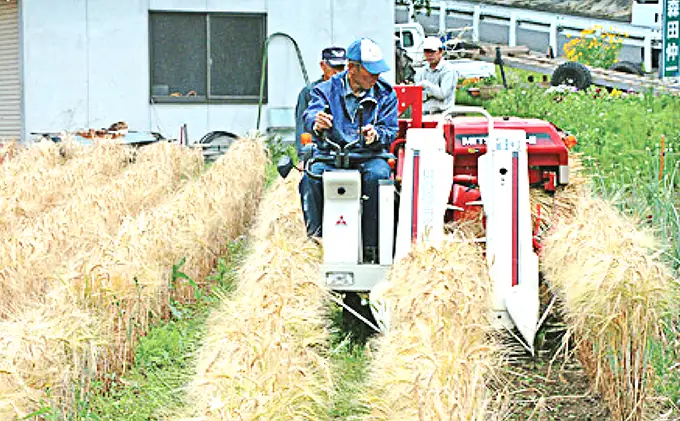 もち麦 キラリモチ 200g パック 3個 セット岡山 高梁市 宇治町産 米 