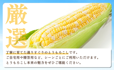 とうもろこし 先行予約 森のとうもろこし 9～11本 甘々娘 甘太郎 産地直送 野菜 夏野菜 夏 2026年