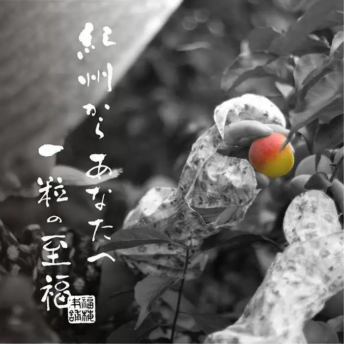 紀州南高梅 梅の鏡1段 まろやか梅【ギフト 木箱入り 贈答用】