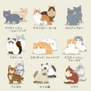 No.2819ねこつむナインディーnine-D