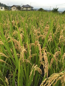 【令和7年度米】自然栽培ササシグレ（無農薬・無施肥）玄米5kg 自然栽培 無農薬 無施肥 米 むすび米 希少米 ギフト米 幻の米 ササシグレ 八ヶ岳 大和ファーム 山梨県 北杜市 [h266]