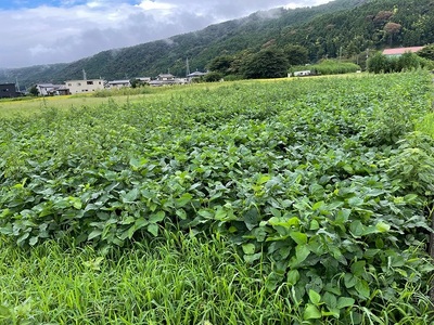 0018-84-01　なにもいれずに育てた米、大豆で作った自家製みそ
