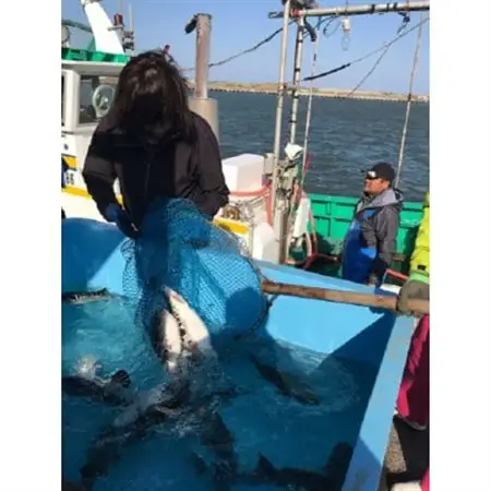 【いすみ市産】天然とらふぐ2尾盛り_魚介・海産物 ふぐ 鮮魚 フグ 河豚  調味料   _【配送不可地域：離島】【1466351】