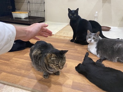 猫スペース1日貸し切り券