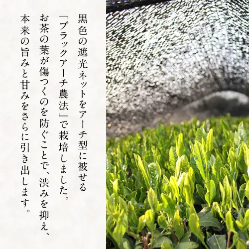 松田製茶 猿島茶 ティーバッグ 5種類 セット ふるさと納税 10000円 お茶 お手軽 緑茶 ほうじ茶 和紅茶 国産 [AF124ya]