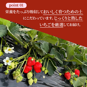 先行予約 【いちご 完熟 奈乃華 約1080g(270g× 4パック ) 佃農園のこだわり フルーツ 果物 旬 産地直送 旬のフルーツ 旬の果物 お取り寄せ デザート イチゴ 苺 なのか 冷蔵 奈良 奈良県 大和郡山市 BN001