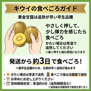 【先行予約】キウイ 黄金甘露 約1.9kg 山口県 阿武町産 国産 希少品種 早生 とろける甘さ ジューシー 数量限定《2026年9月中旬～10月中旬発送》