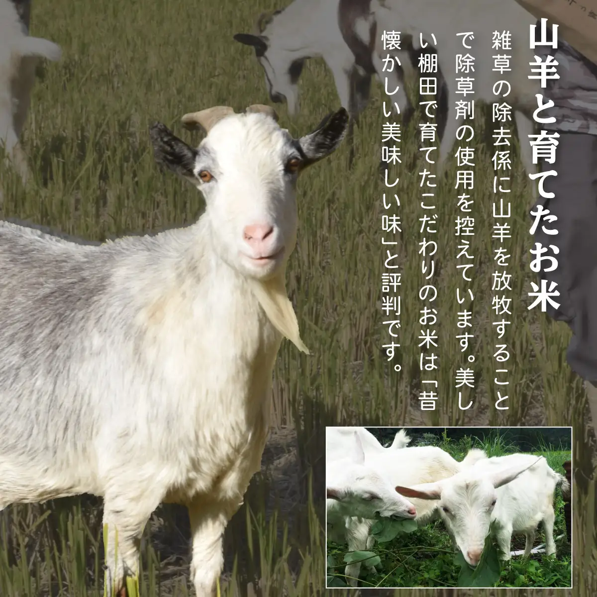 令和7年産 福井県産 『コシヒカリ』5kg  [003-a001-A]
