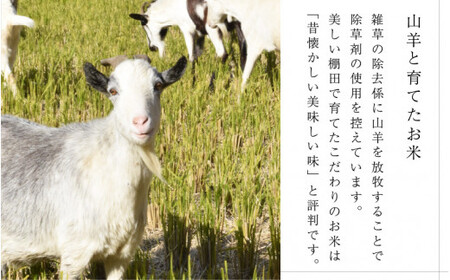令和7年産 『ハナエチゼン』 10kg (単一原料米) [003-a002-A]