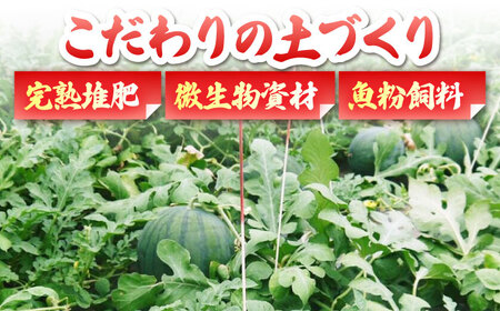 熊本メロン先行予約 肥後グリーンメロン1玉約3kg糖度16度以上めろんZBY004