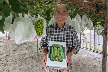 【R8.10月より順次発送】庄内町産 佐藤正視さんのシャインマスカット 約700g×1房（入金期限：2026.9.20）先行受付 国産 シャインマスカット マスカット 果物 くだもの フルーツ ぶどう 葡萄 種無し 種なし 山形 産地直送