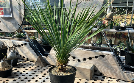 沖縄の観葉植物 ユッカ・ロストラータ 5寸鉢 観葉植物