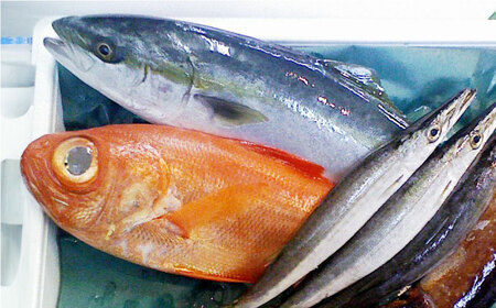 【全6回定期便】旬のおまかせ 厳選鮮魚セット 3~4人前(2~3魚種)   魚 鮮魚 さかな 魚 鮮魚 さかな 魚 【長井水産株式会社】 [AKAJ016]