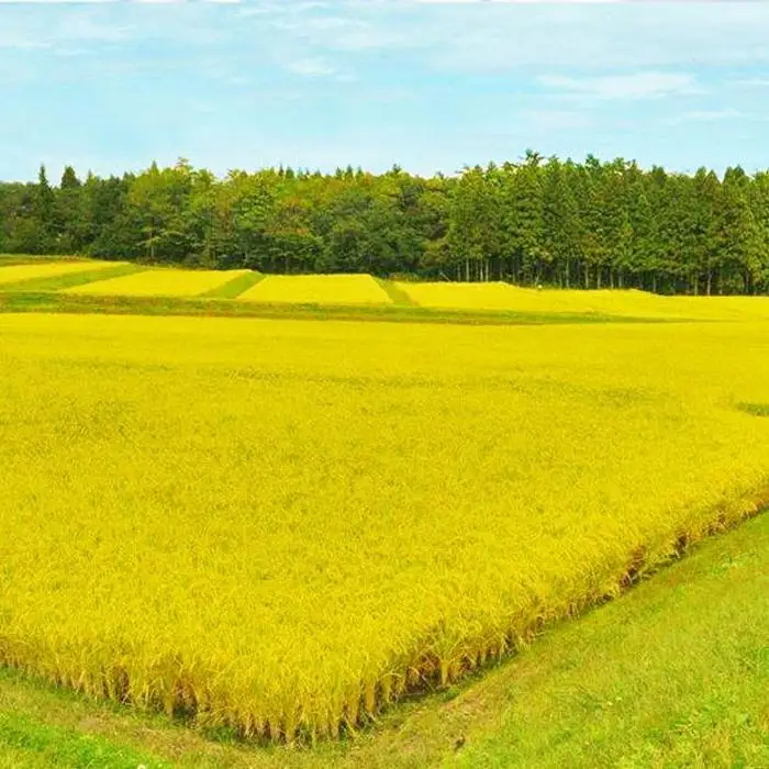 【定期便全12回】無洗米新潟県産コシヒカリ5kg（受注の翌月から毎月配送）