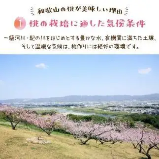 フルーツ王国 和歌山 の 桃 約2kg（fr-06）_ 先行予約 2026年6月中旬から7月下旬発送［MS107］