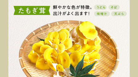 【 3ヶ月連続定期便 】きのこ の 詰め合わせ Sサイズ ( 約1kg ) （茨城県共通返礼品：城里町）