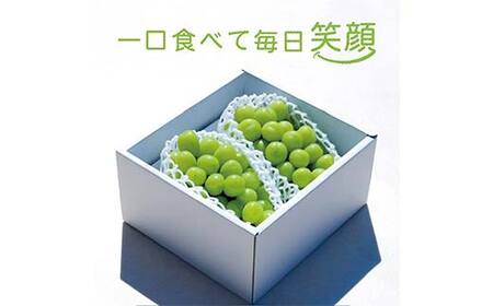 【先行受付 令和8年度発送】大房もぎたてシャインマスカット 2房 1.5kg ギフト箱入り マスカット ぶどう ブドウ 葡萄 デザート フルーツ 果物 くだもの 果実 食品 山形県 FSY-1210