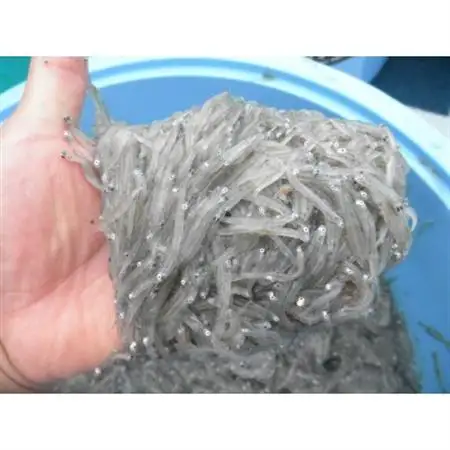極冷海鮮3点セット(刻みあわび2p・煮あわび2p・生シラス100g6p)(簡易包装)_魚介・海産物 鮑（アワビ） 貝 あわび  魚介・海産物 しらす・ちりめん  シラス チリメン_【配送不可地域：離島】【1468922】