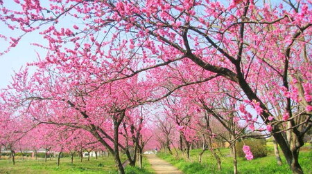 古河公方公園摘み さしま茶 オリジナルポストカード2枚付き  ※着日指定可 _DP20