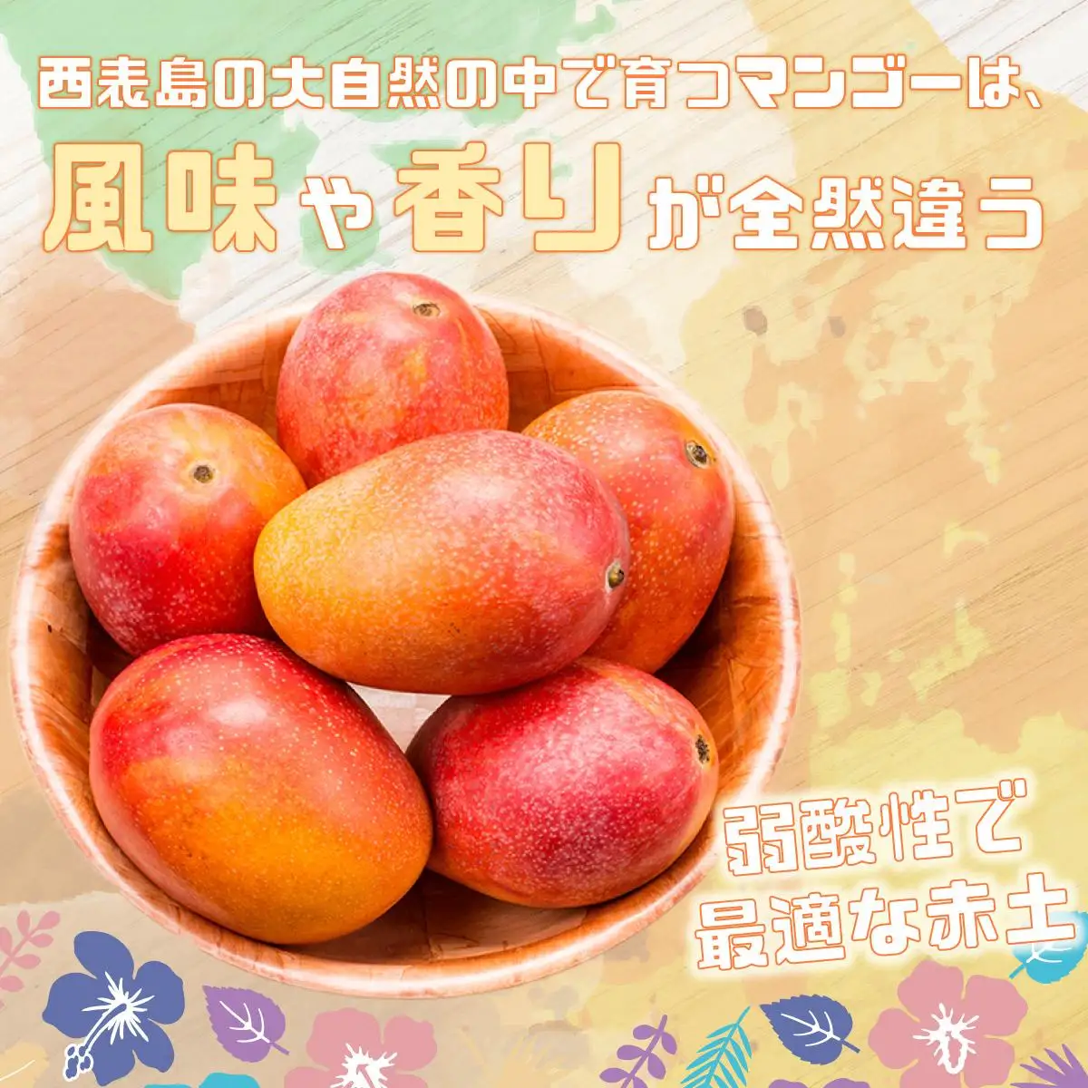 完熟 アップルマンゴー 2L 350g～460g 