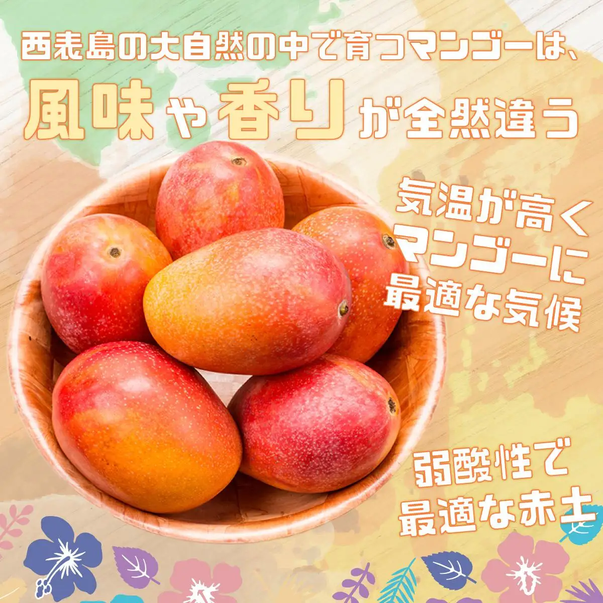 訳ありアップルマンゴー 2L 350g～460g