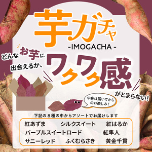 芋ガチャ訳あり 熟成さつまいも3kg_【訳あり】久留米市産 さつまいも 3kg 芋 ガチャ 栽培期間中農薬不使用 熟成 甘い 美味しい おやつ スイーツ バラエティ 紅はるか シルクスイート 国産 常温発送 国産 九州 福岡県 久留米市 お取り寄せ お取り寄せグルメ 送料無料 〔Gx052〕