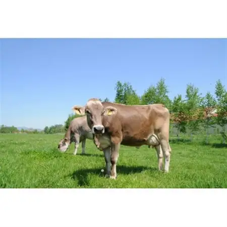 十勝橋本牧場プレミアムソフト12個_菓子・スイーツ アイス・ジェラート  _【配送不可地域：離島】【1473537】